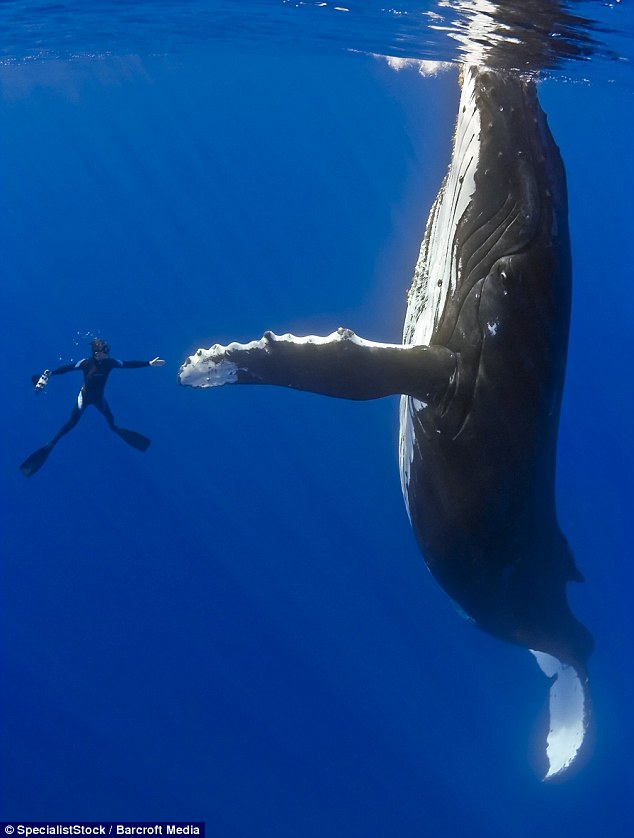 man & whale
